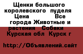 Щенки большого (королевского) пуделя › Цена ­ 25 000 - Все города Животные и растения » Собаки   . Курская обл.,Курск г.